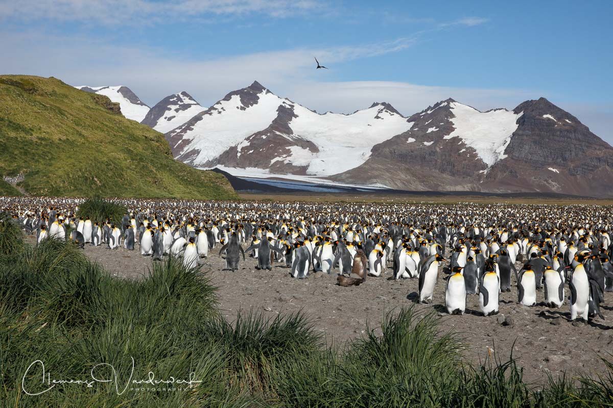 king-penguin-colony-and-mountains_83a3940-salisbury-plain-bay-of-isles-south-georgia-island.jpg