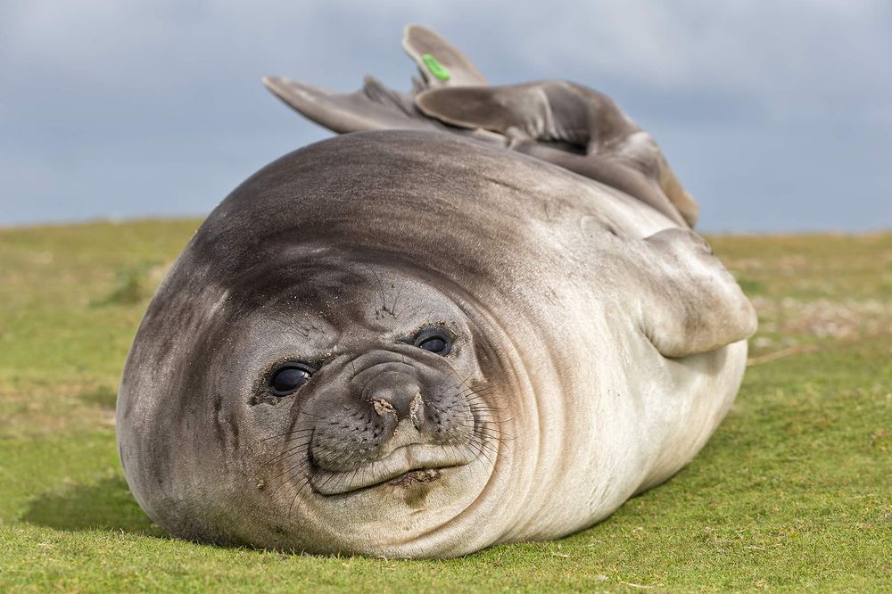 Elephant-seal-pup-laying-in-the-grass_B8R5665-Sea-Lion-Island,-Falkland-Islands.jpg