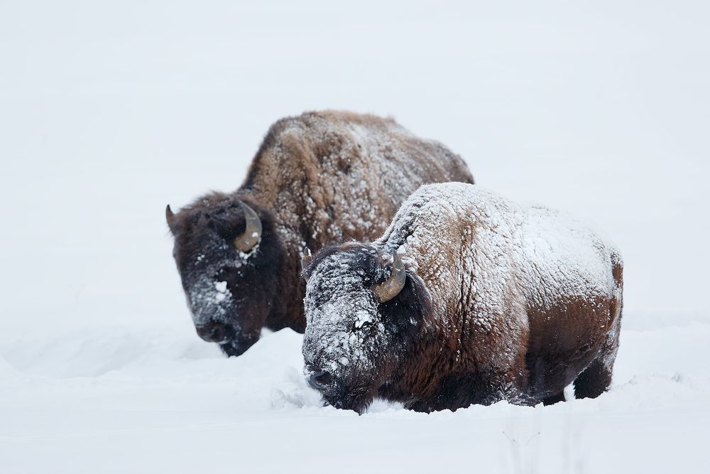 Bisons-with-snow-in-snow_E7T4454-Lamar-Valley,-Yellowstone-National-Park,-WY,-USA.jpg