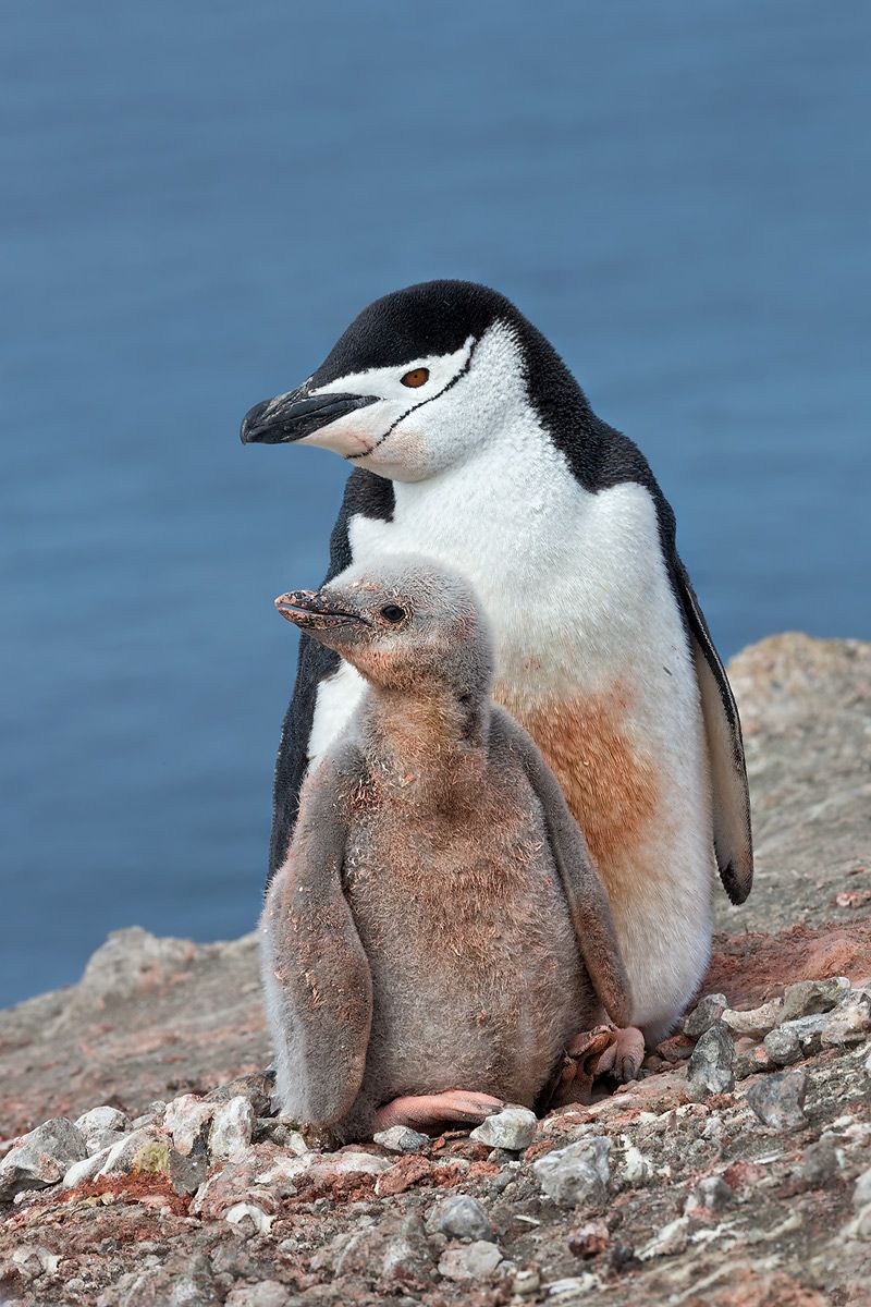 Chinstrap-Penguin-with-chick-and-blue-ocean-bkgd_E7T4505-Bailey-Head,-Deception-Island,-Antarctica.jpg