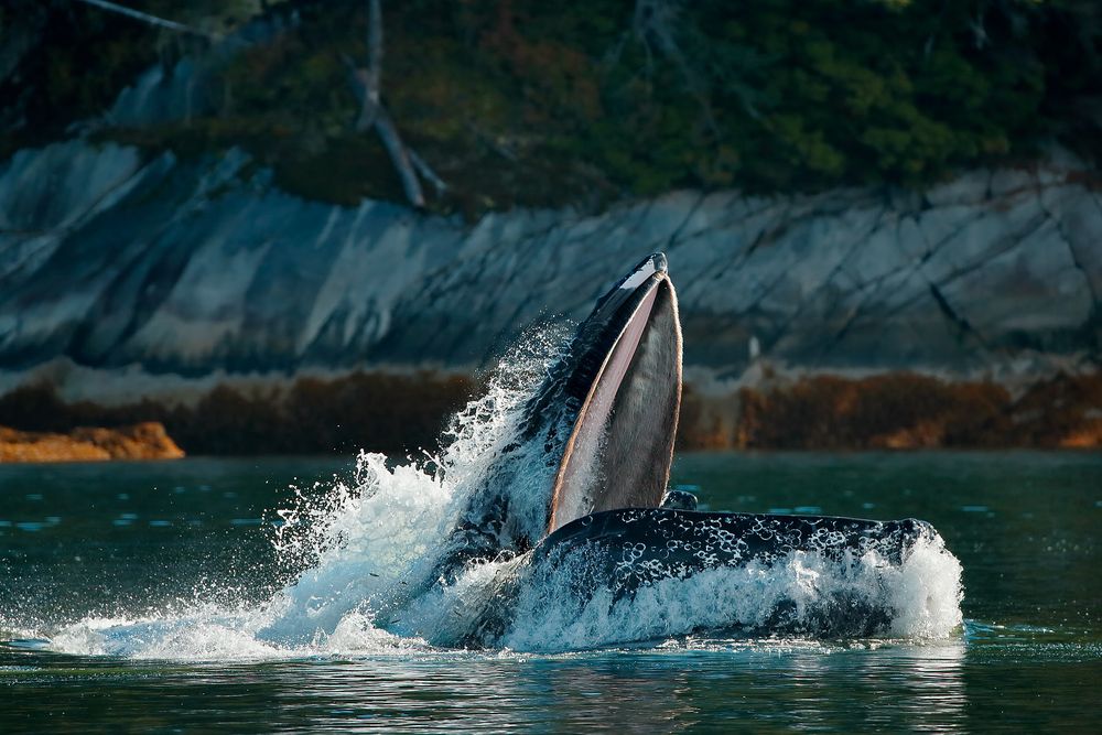 Humpback-whale-feeding_E7T6150-Gribbell-Island,-British-Columbia,-Canada,.jpg