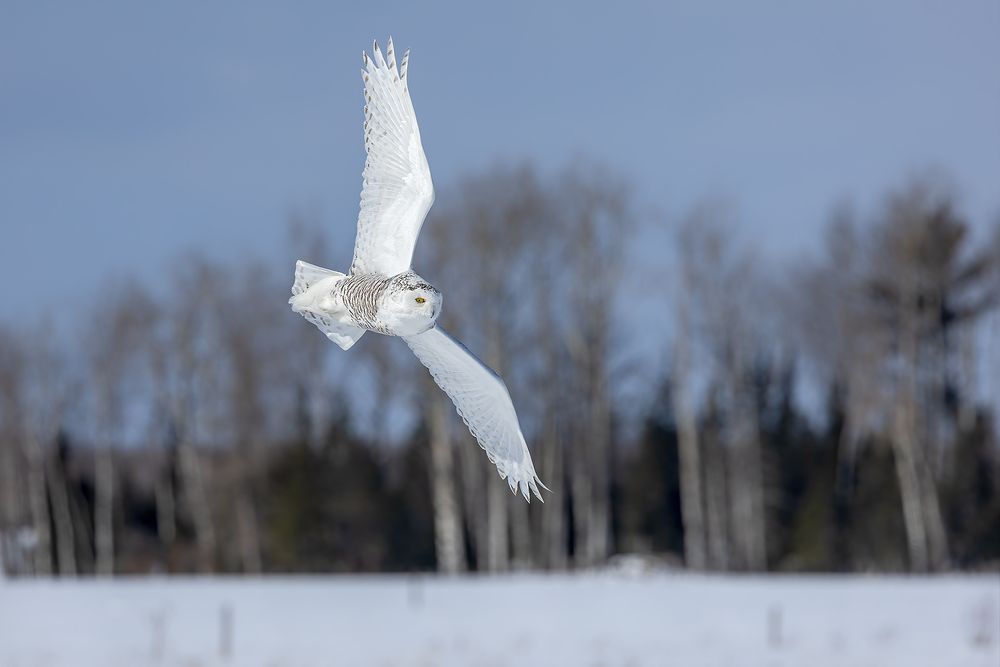 Snowy-owl-banking-in-landscape_F7A9336.jpg