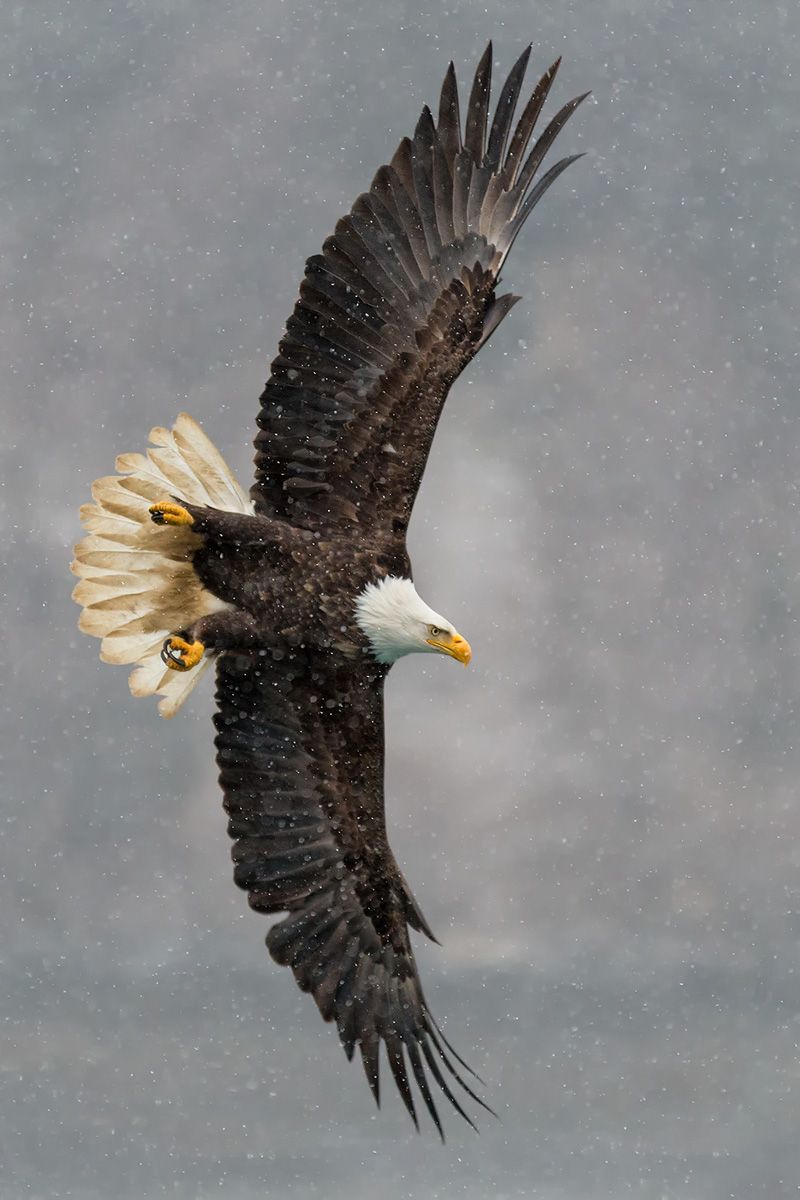 Bald eagle banking in the snow_B8R8762-Kachemak Bay, Homer, AK.jpg