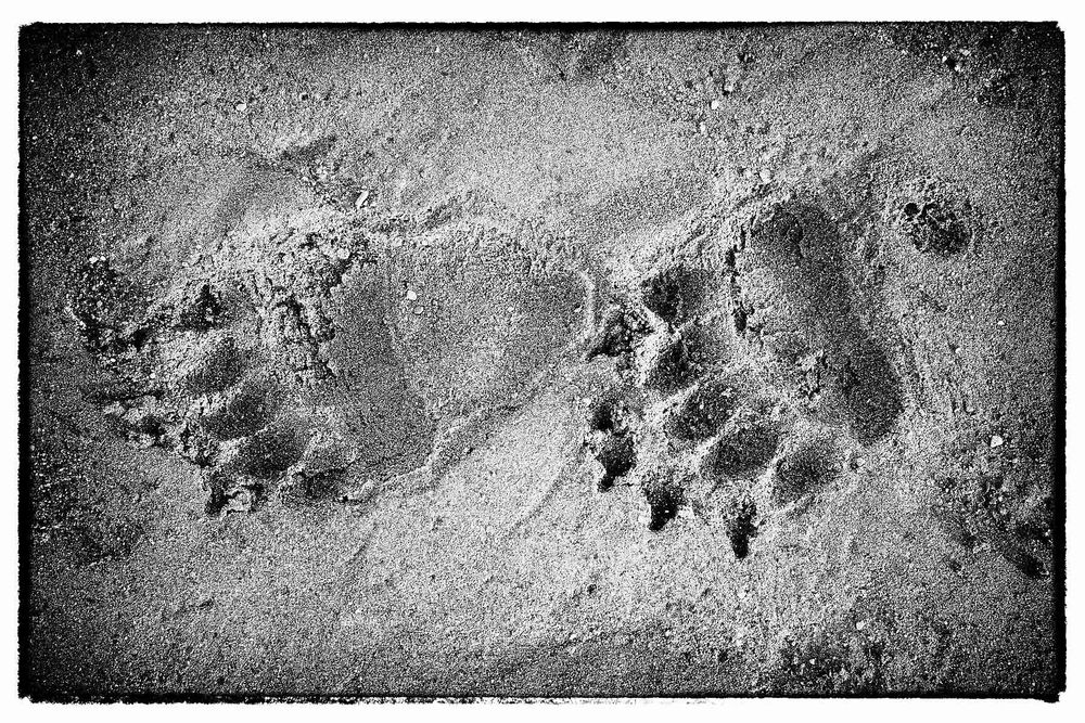 Coastal-Brown-bear-foot-prints_B&W_B8R0926-Hallo-Bay,-Katmai-National-Park-&-Preserve,-AK,-USA.jpg