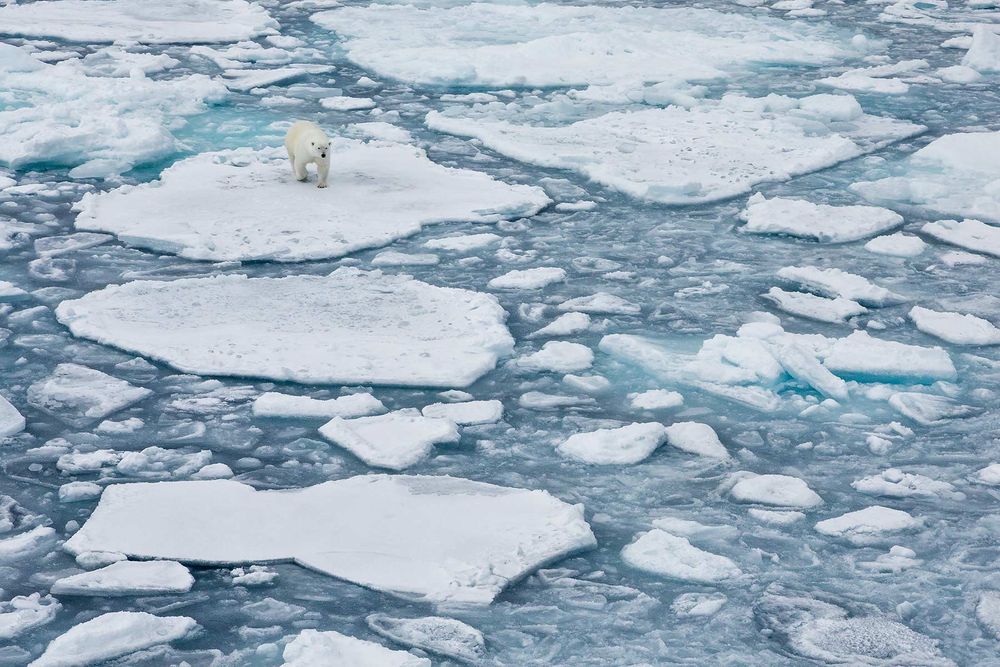 Polar-bear-walking-in-sea-ice-environment_S6A3231-Sea-ice-at-82-degree-North,-Svalbard,-Arctic.jpg