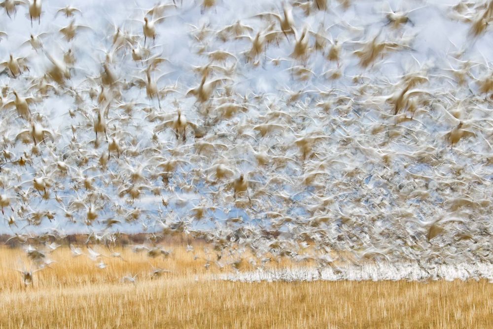 Snow-geese-blast-off-blur-in-corn-field_E07G4420-Bosque-del-Apache-NWR,-San-Antonio,-NM.jpg