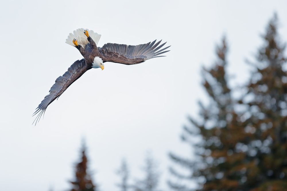Bald eagle upside down with trees_E7T9022-Kachemak Bay, Homer, Alaska, USA.jpg