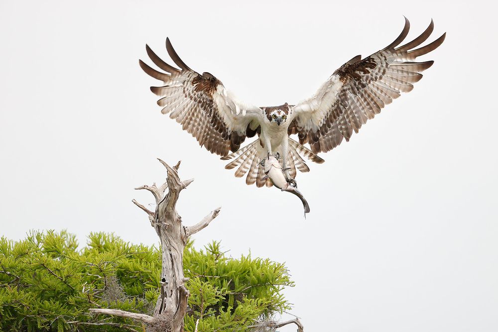 Osprey-wings-wide-with-fresh-catfish_74I5655-Lake-Blue-Cypress,-Florida,-USA.jpg