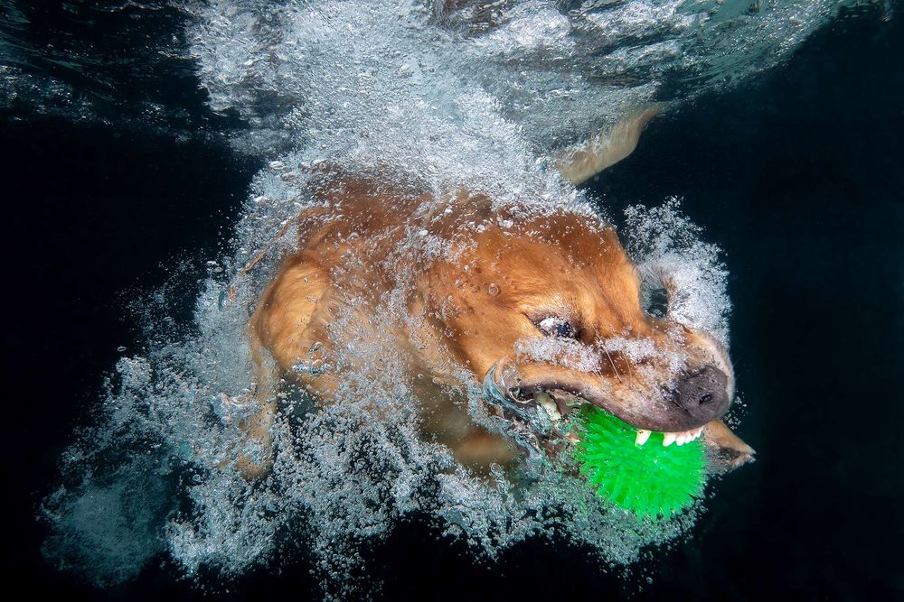 Zevon-chasing-green-ball-underwater_83A8030-Dover,-FL,-USA.jpg