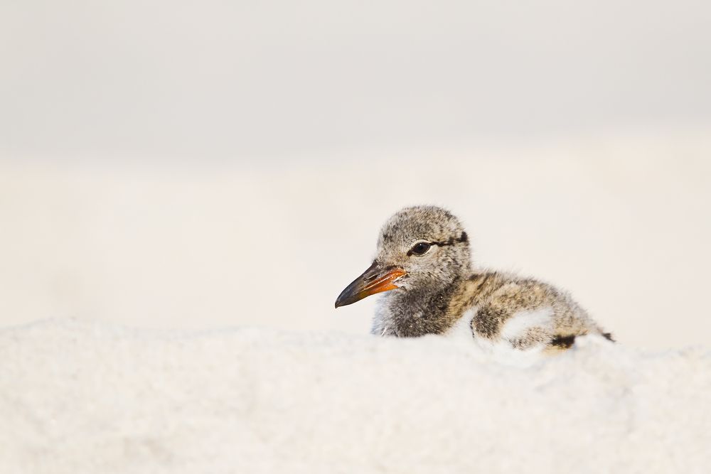Oyster-Catcher-Chick-laying-on-the-beach_M7E6585-Nickerson-Beach,-NY.jpg