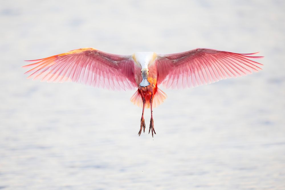 Roseate-spoonbill-translucent-feathers_F7A6519-Stick-Marsh,-Fellsmere,-FL,-USA.jpg