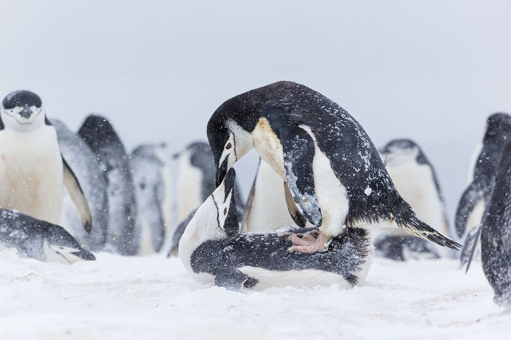 Chinstrap-penguins-copulating-in-colony_E7T5741-Half-Moon-Island,-South-Shetland-Islands,-Antarctica.jpg