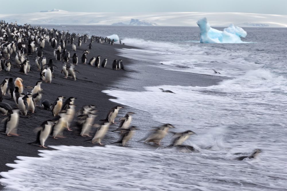 Chinstrap-Penguins-diving-in-the-water-blur_E7T3664-Bailey-Head,-Deception-Island,-Antarctica.jpg