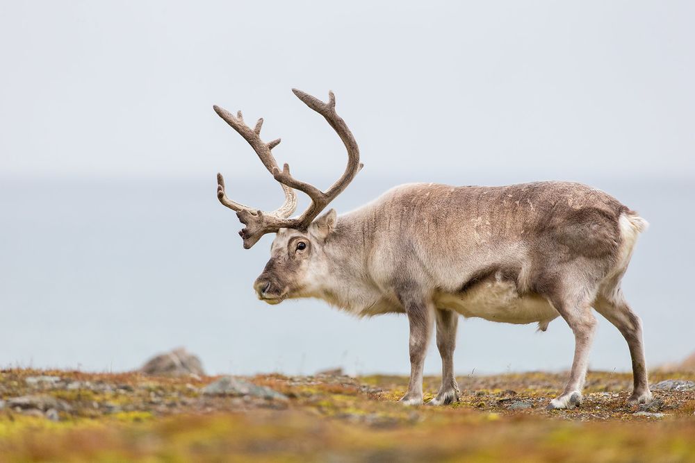 Raindeer-standing-in-the-meadow-between-mosses_B8R5924-Alkhornet,-Svalbard,-Arctic.jpg