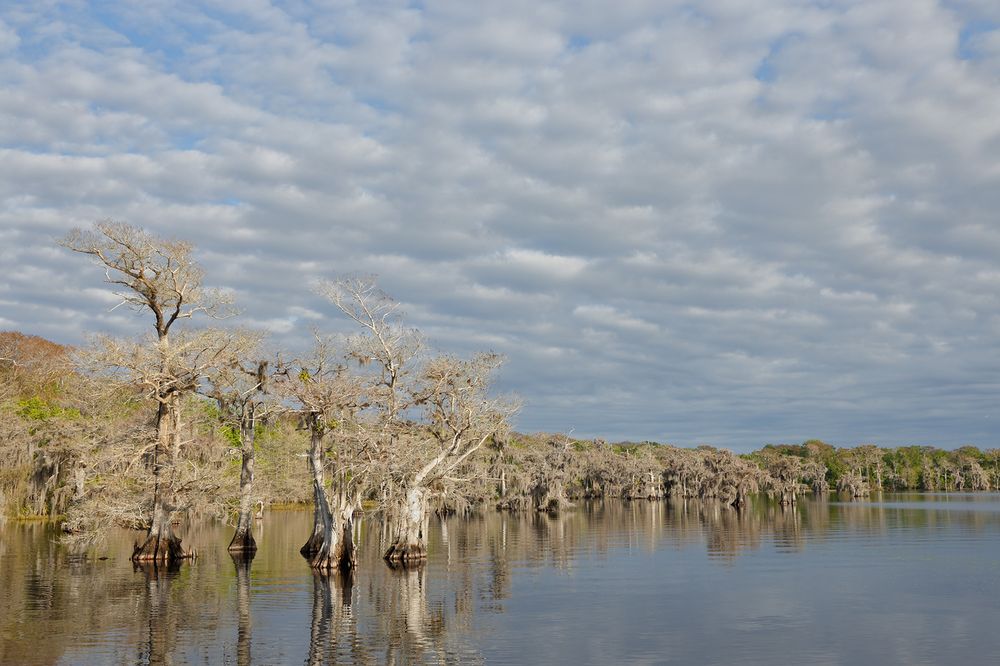 Cypress trees along the lake edge_S6A9260-Lake Blue Cypress, FL, USA.jpg