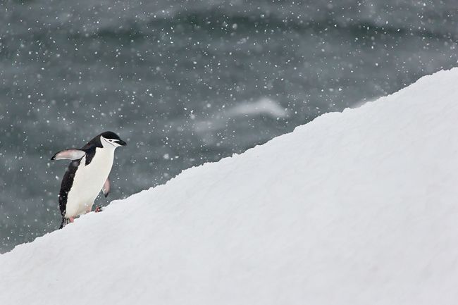Chinstrap-Penguin-on-uphill-battle-in-snow_E7T0247-Half-Moon-Island-Antarctica.jpg