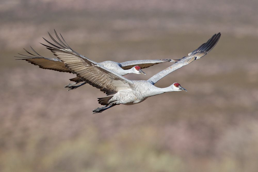 Sandhill-cranes-flying-together-23100254-Bosque-del-Apache-NWR,-San-Antonio,-NM.jpg
