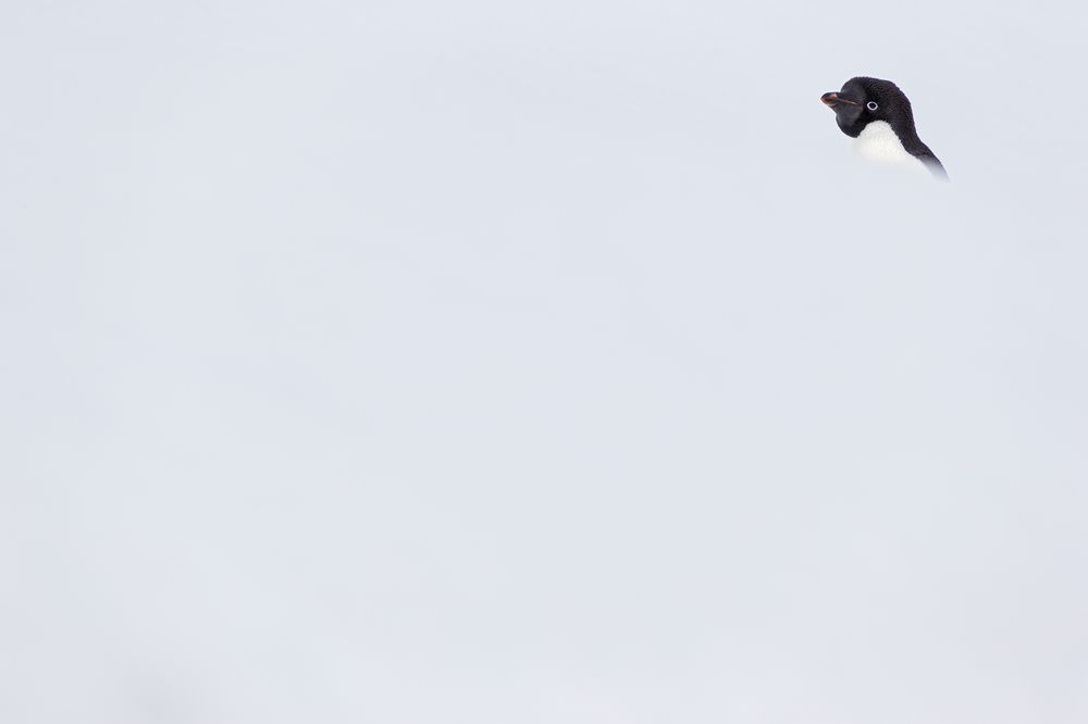 Adelie_Penguin-hiding-behind-snow-ridge-on-ice-berg-E7T4966-Brown-Bluff,-Antarctica.jpg