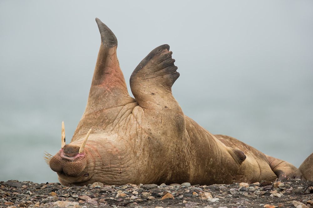 Walrus-laying-on-back-stretching-flippers_E7T4346-Lagoya,-Svalbard,-Arctic.jpg