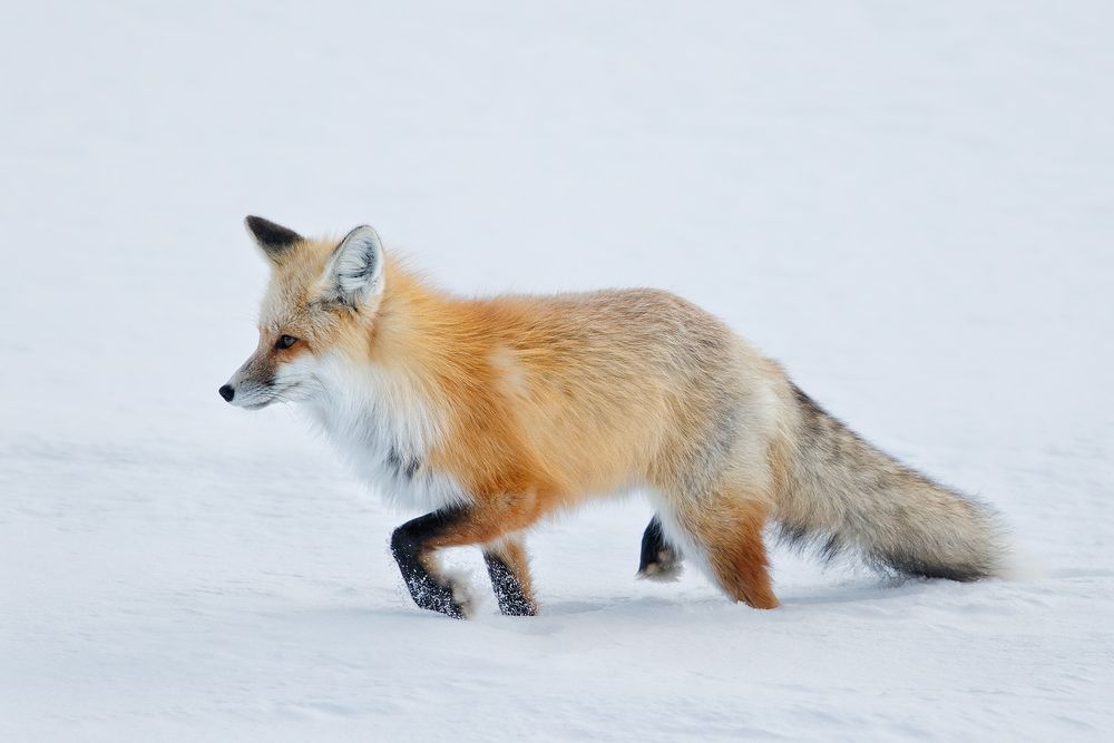 Red-Fox-walking-in-the-snow_44A9532-Yellowstone-National-Park,-WY,-USA.jpg