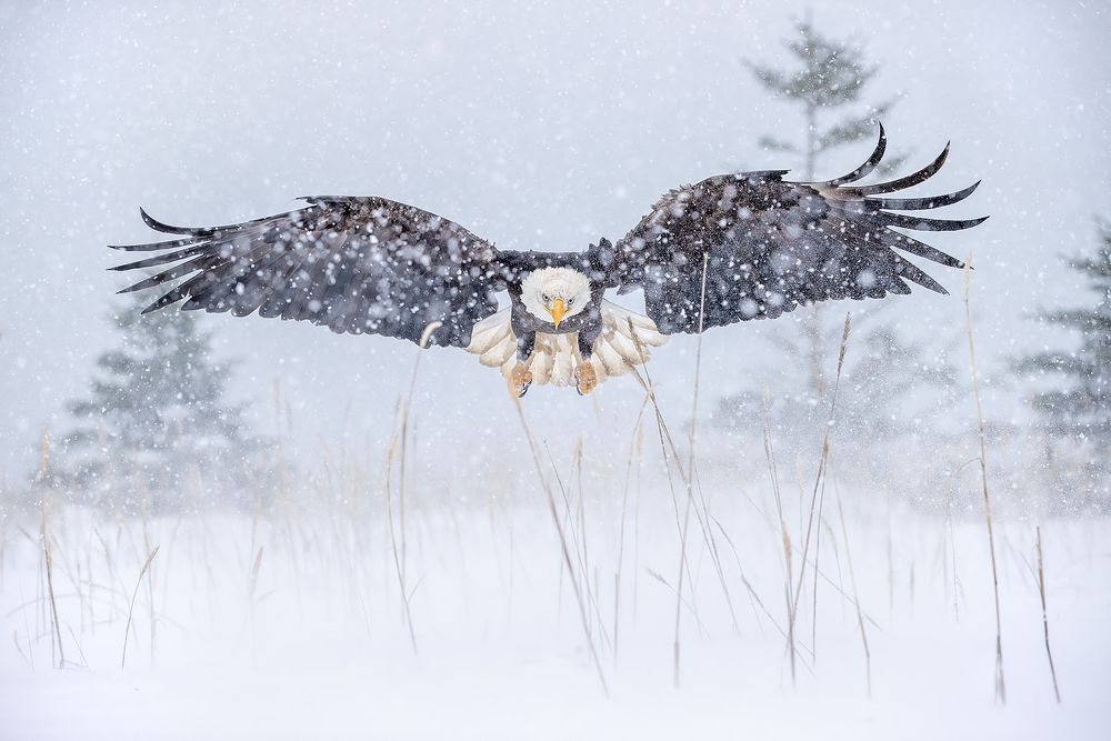 Bald eagle approach in snow storm_95I4886-Kachemak Bay, Kenai Peninsula, AK, USA.jpg