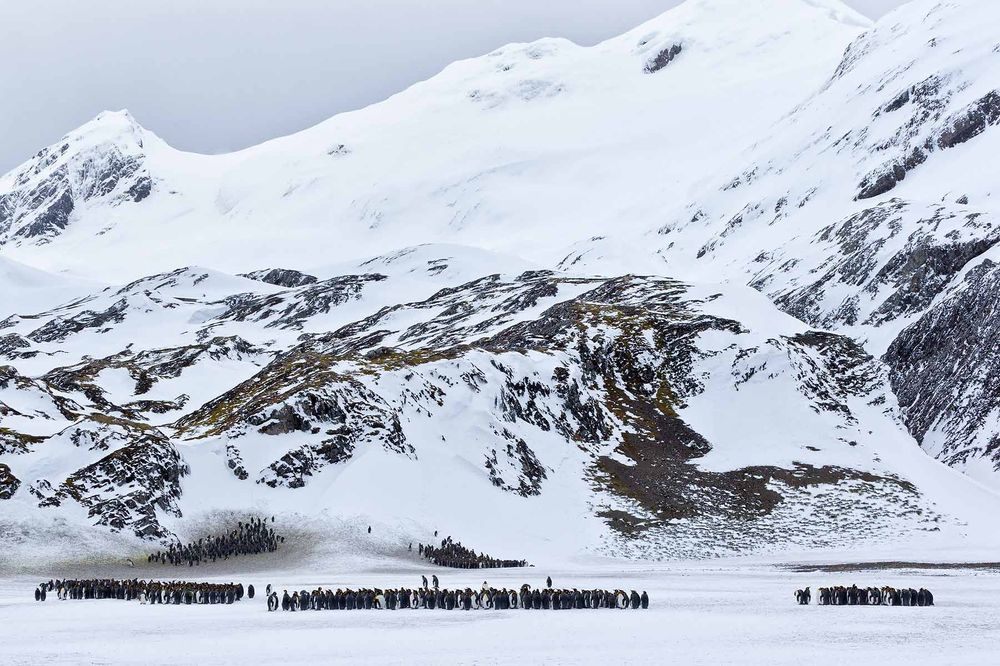 King-Penguins-molting-against-mountain-face_E7T2450-Right-Whale-Bay,-South-Georgia-Islands.jpg