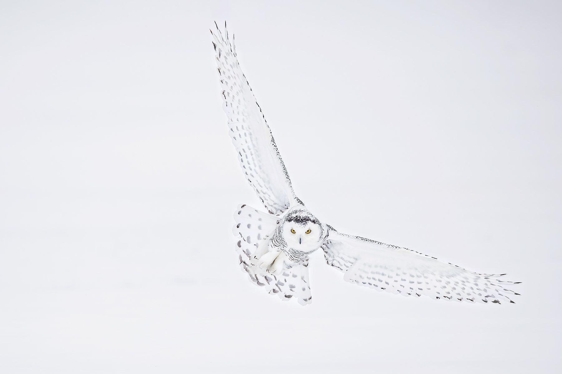 Snowy-owl-wings-wide_F0A5349.jpg