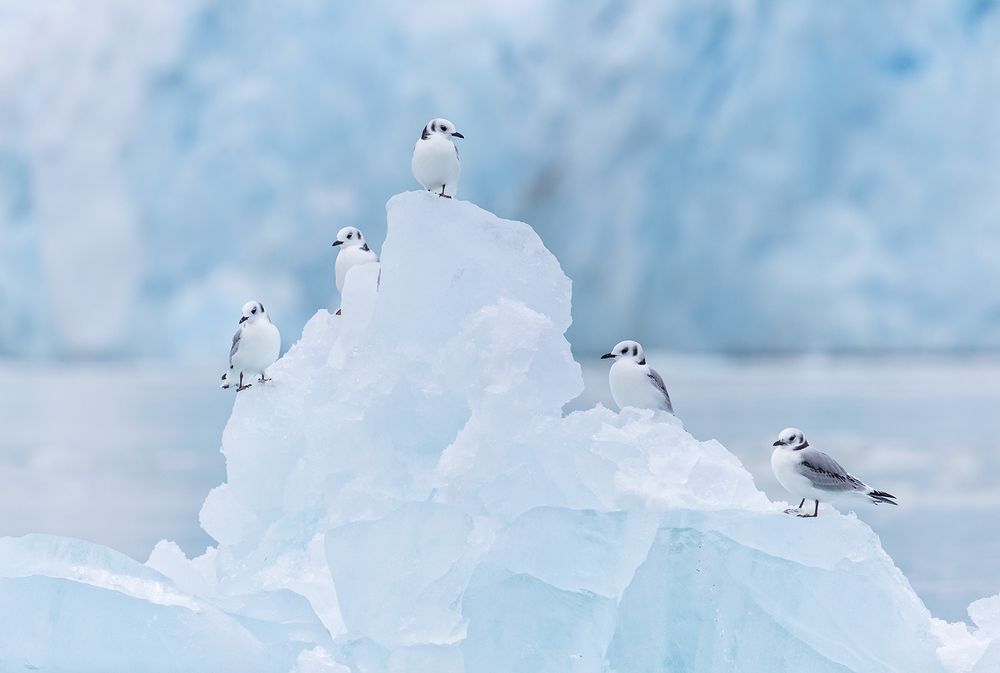 Kittiwakes-on-ice-berg-with-glacier-in-bkgd_B8R5647-Lilliehookbreen,-Svalbard,-Arctic.jpg
