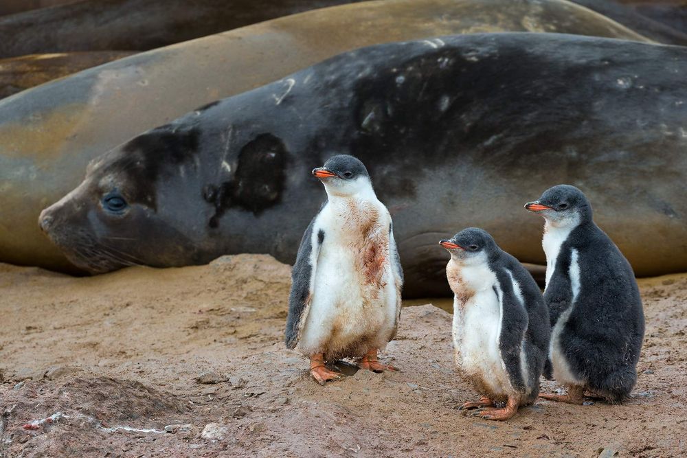 Gentoo-Penguins-flegded-with-Elephant-Seals-in-bkgd_E7T6801-Hannah-Point,-South-Shetland-Islands,-Antarctica.jpg