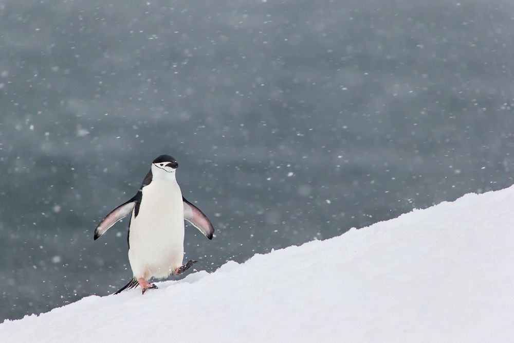 Chinstrap-Penguin-walking-over-snow-ridge-with-ocean-background-and-snow_E7T0255-Half-Moon-Island,-Antarctica.jpg