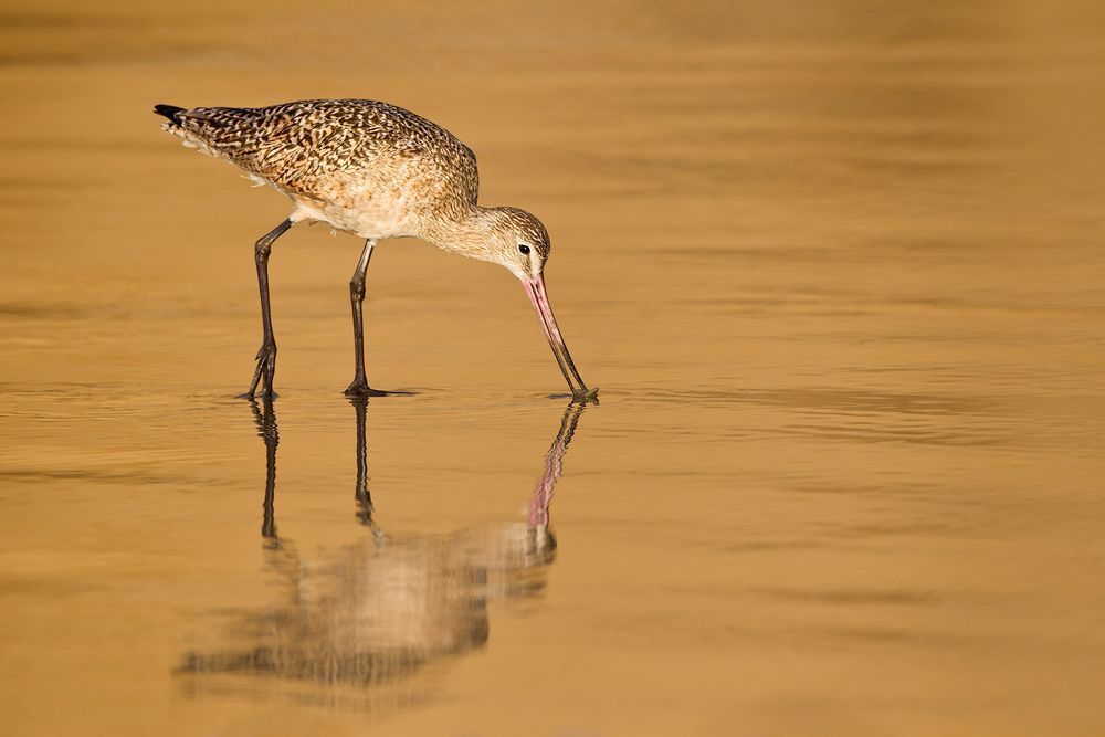 Marbled-Godwit-with-reflection-in-gold-water-03110247-La-Jolla,-CA.jpg