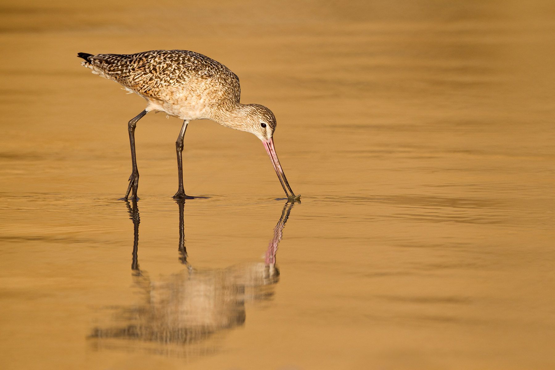 Marbled-Godwit-with-reflection-in-gold-water-03110247-La-Jolla,-CA.jpg