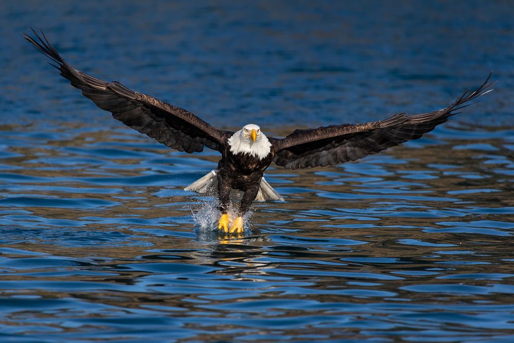 Bald eagles lifting off from water with prey_E7T9790-Kachemak Bay, Homer, AK.jpg