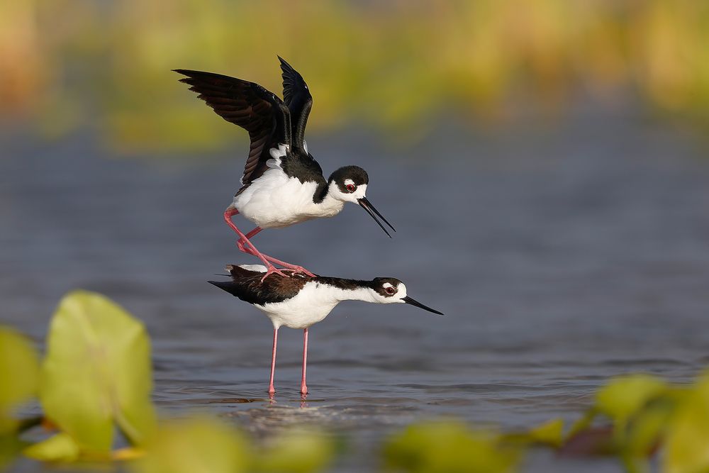 Black-necked-Stilts-copulating_74I6818-Indian-Lake-Estates,-Florida,-USA.jpg