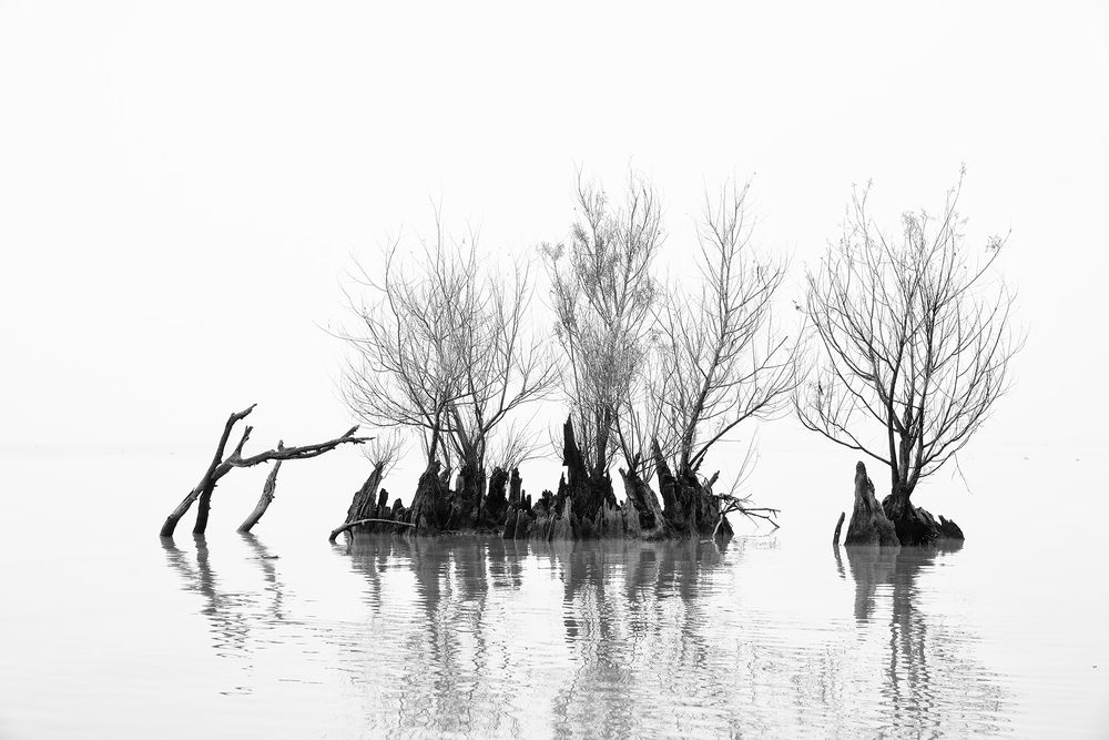 Rebirth on cypress trees_B&W_E4A0506-Lake Fausse Point, Atchafalaya Basin, LA, USA.jpg
