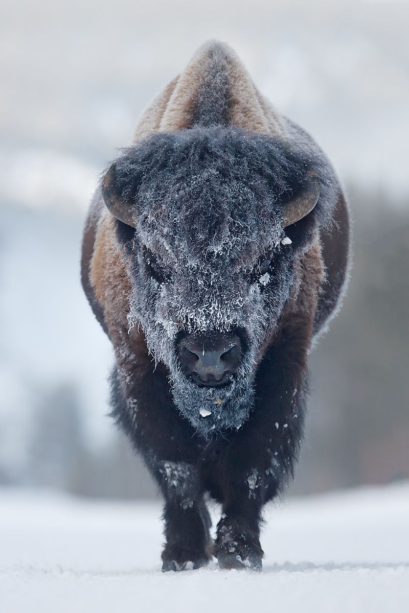 Bison-walking-vertical_B8R6617-Yellowstone-National-Park,-WY,-USA.jpg