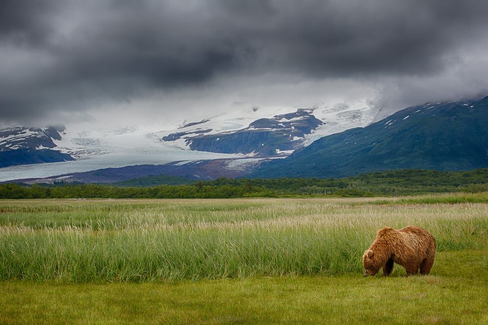 Coastal Brown Bear eating grass under dark cloudy sky_W7C8429-Hallo Bay, Katmai NP, AK_HDR.jpg