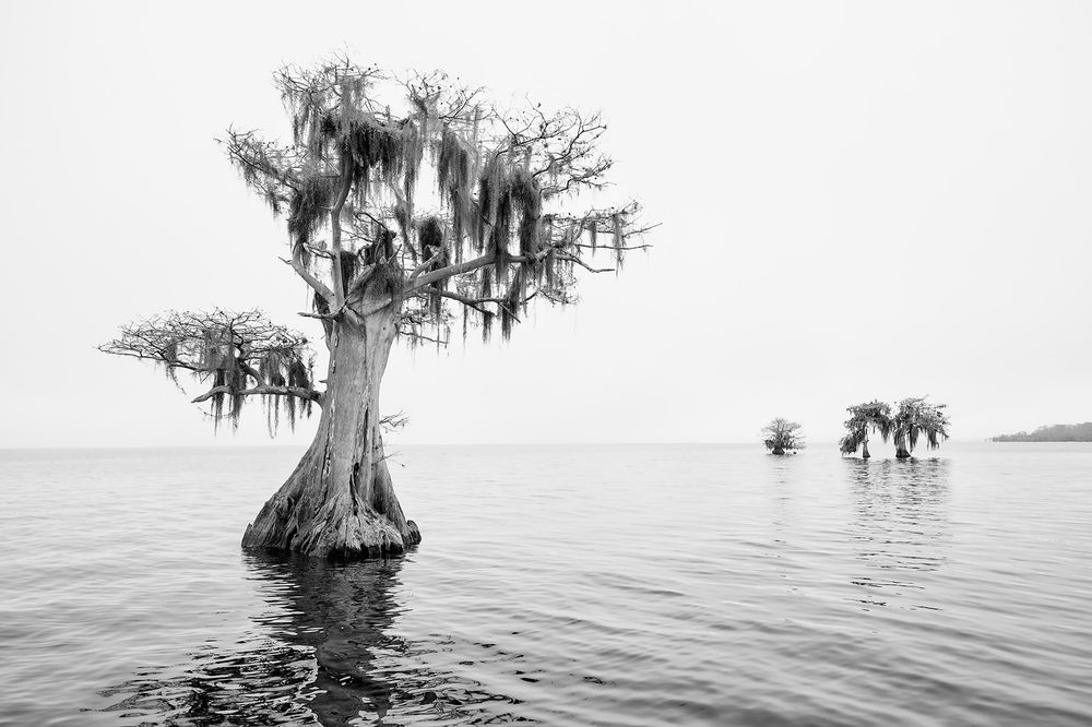 Cypress tree standing alone_B&W_S6A0571-Lake Blue Cypress, FL, USA.jpg