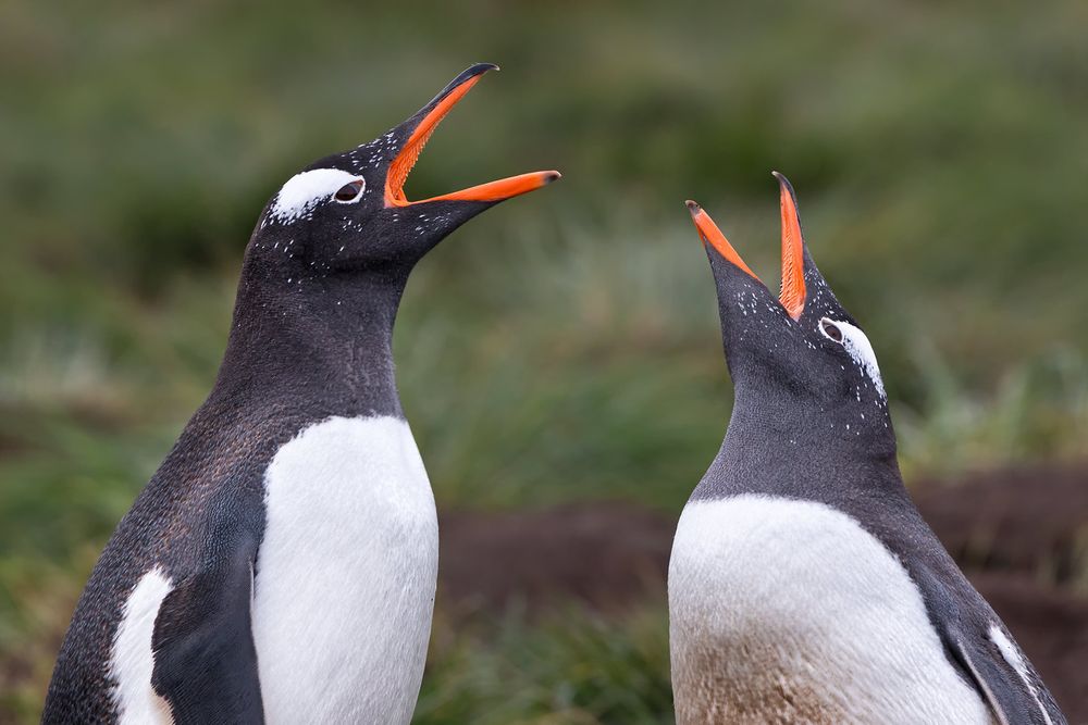Gentoo-Penguins-calling-green-bkgd_B8R2739-King-Haakon-Bay,-South-Georgia-Islands.jpg