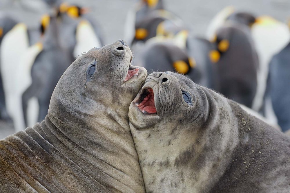 Southern-elephant-seals-playing_44A7932-St-Andrews-Bay-entrance,-South-Georgia-Islands,-Southern-ocean.jpg
