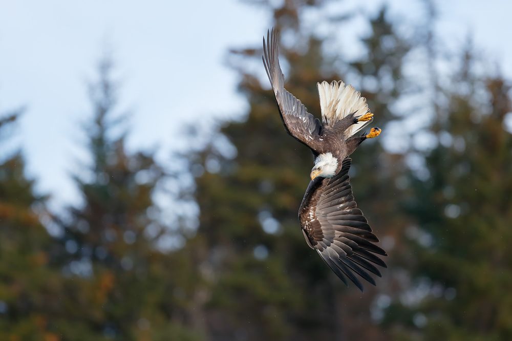 Bald eagle upside down_E7T9201-Kachemak Bay, Homer, Alaska, USA.jpg