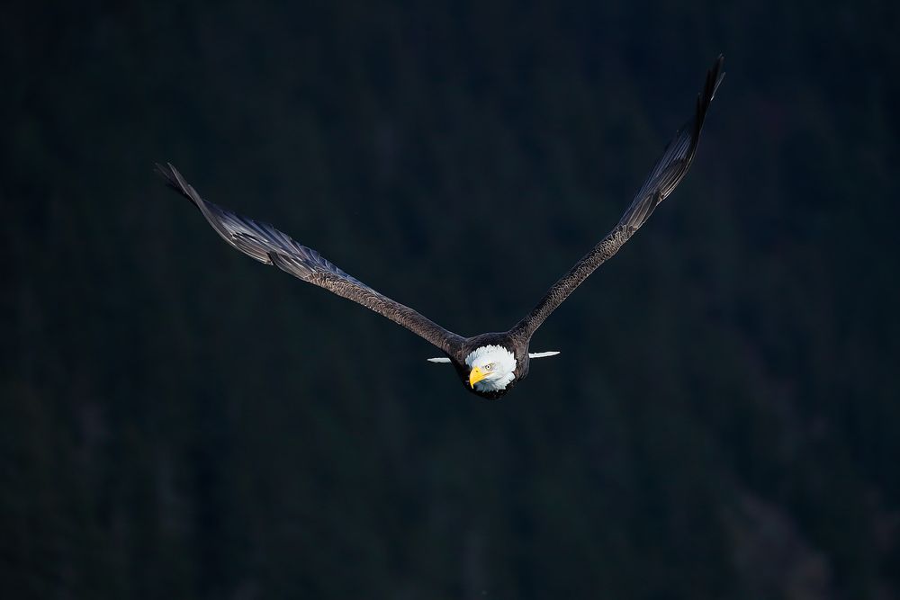 Bald eagle against dark background_A3I8903-Kachemak Bay, Kenai Penisula, AK, USA.jpg