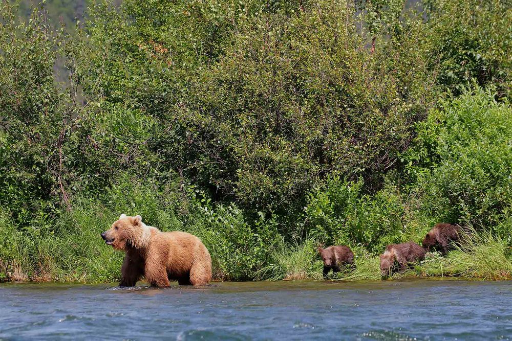 Coastal-brown-bear-standing-in-river-with-cubs_44A3273-Alagnak-River,-Katmai-National-Park-&-Preserve,-AK,-USA.jpg