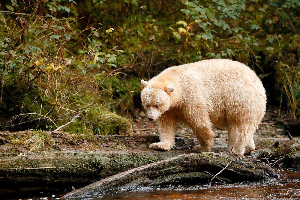 Spirit-bear-walking-on-a-log-along-river_E7T3908-Gribbell-Island,-British-Columbia,-Canada,.jpg
