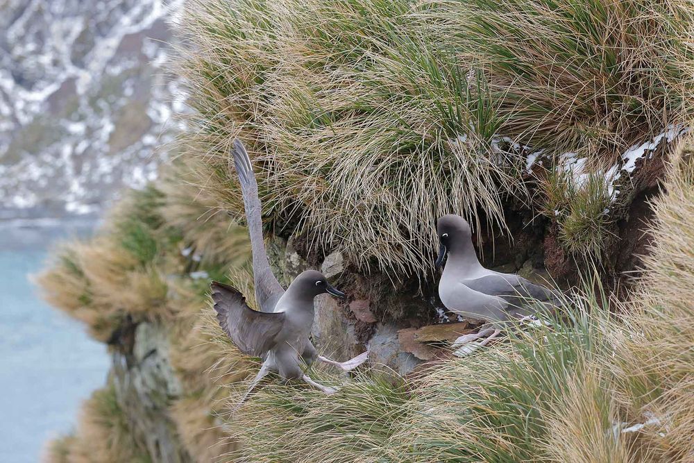 Light-mantled-Sooty-Albatross-landing-at-nest_B8R3013-Elsehul,-South-Georgia-Islands,-Southern-ocean.jpg
