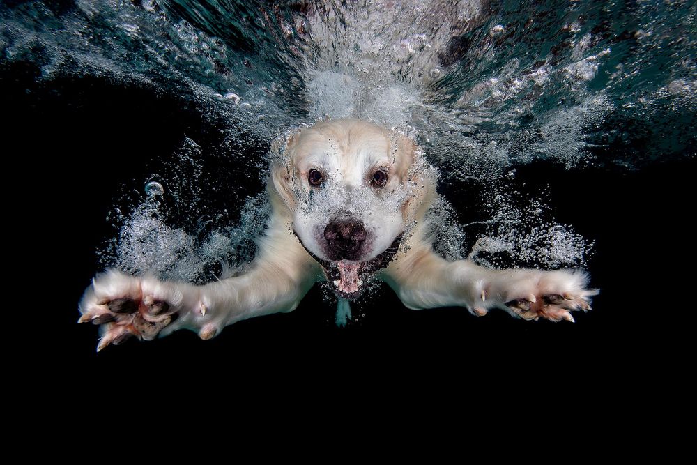 Axl-swimming-underwater-III_83A0573-Dover,-FL,-USA.jpg