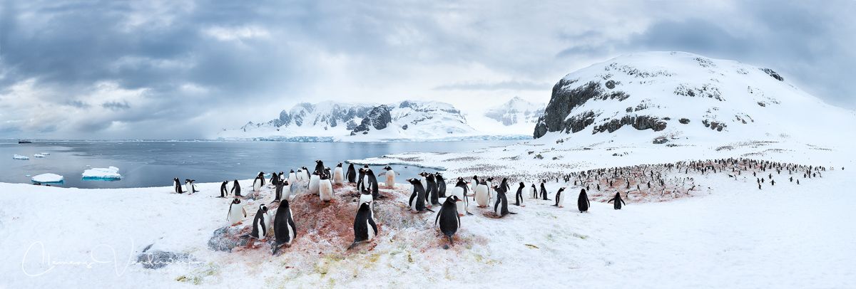 cuverville-penguin_panorama.jpg