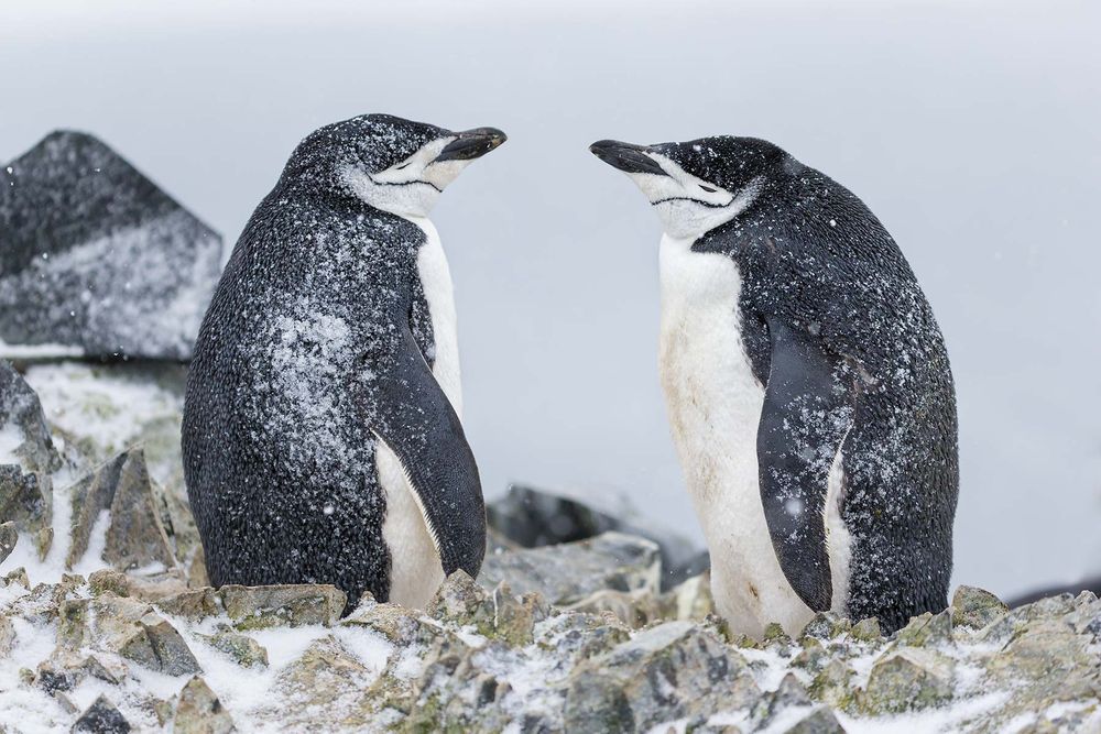 Chinstrap-penguin-pair-on-a-nest_E7T5612-Half-Moon-Island,-South-Shetland-Islands,-Antarctica.jpg