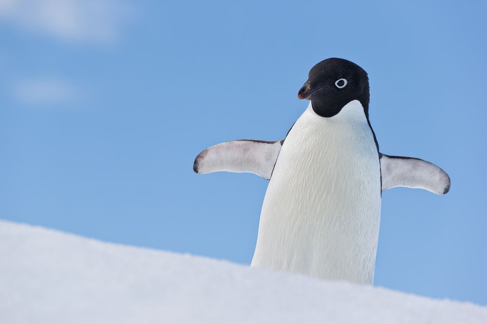 Adelie-Penguin-on-iceberg-with-blue-sky_E7T1593-Detaille-lsland,-Antarctica.jpg