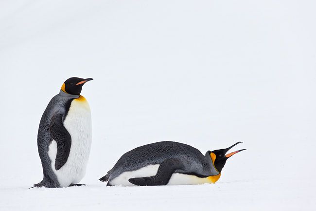King-Penguins-eating-snow_E7T3805-Fortuna-Bay-South-Georgia-Islands.jpg